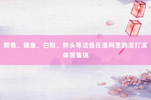 鲫鱼、鲤鱼、白鲢、胖头等活鱼在渔网里翻滚打滚体育集锦